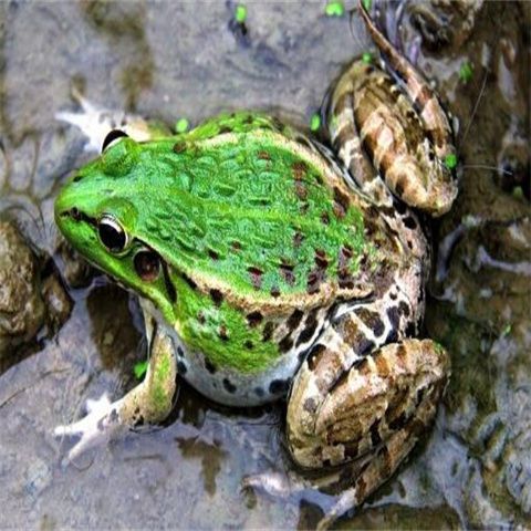 致富项目蛙类养殖技术大全青蛙黑斑蛙蝌蚪石蛙牛蛙养殖视频教程