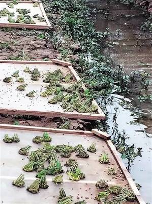 非常人物|东兴区"青蛙王子"建成内江最大的青蛙养殖基地