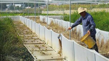 养殖青蛙,成熟期推迟导致成本增大,这几个方法能够促进生长周期