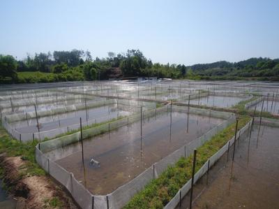 屯溪区:稻蛙生态养殖 铺就乡村振兴致富路