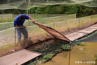 遂宁小伙土里挖青蛙一年狂赚500万,晚上头戴矿灯池塘转,有故事