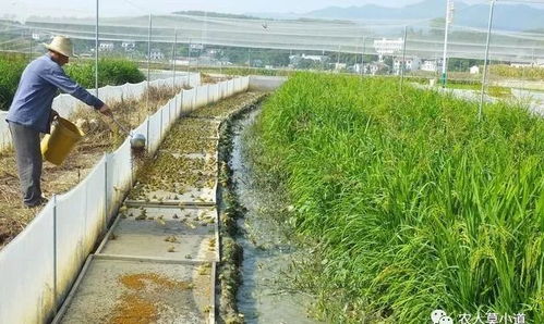5分钟搞清楚创业养殖青蛙场地选择的6方面,让你少走几公里弯路