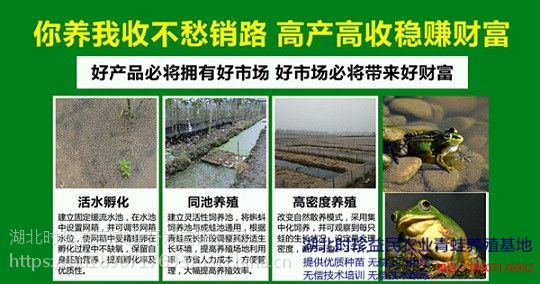 【湖北青蛙养殖青蛙到底赚不赚钱图片】湖北青蛙养殖青蛙到底赚不赚钱