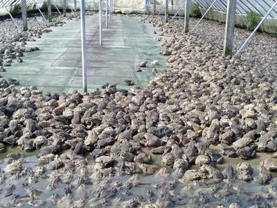 可口的“田鸡”,你可知是国家二级保护动物吗?它的学名是虎纹娃
