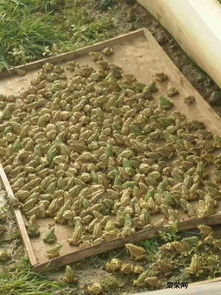 宜宾青蛙养殖网厂家定制特厚丝网全新料食台网