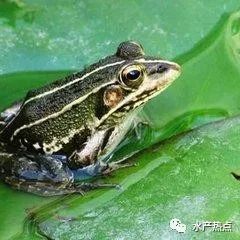 年产6万吨的青蛙为何被列为保护动物?它还能吃吗?