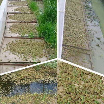 永州邓氏好兄弟,专研泥鳅青蛙养殖育苗技术,让养殖户一次成功,带动百姓脱贫致富