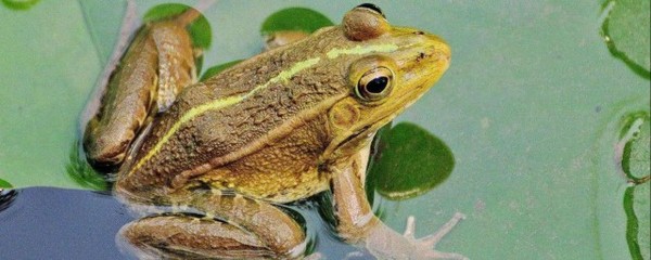 养殖的青蛙寄生虫多吗
