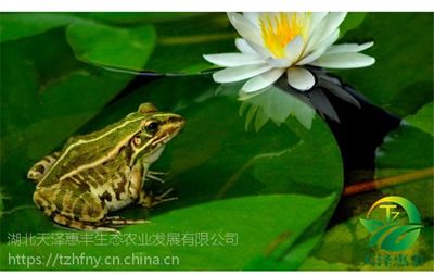 一亩地青蛙吃多少钱饲料丨青蛙养殖基地丨青蛙养殖技术