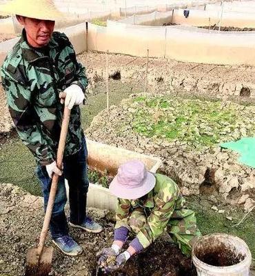 农民靠人工养殖青蛙能致富吗,看看看他们怎么做到的?